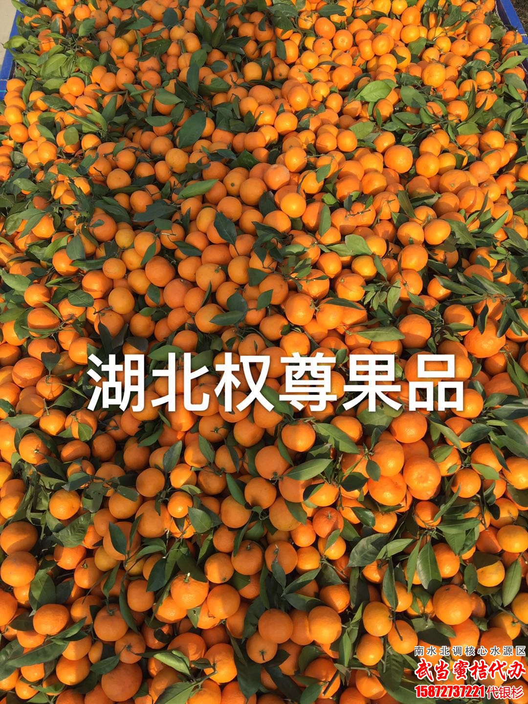 武当柑橘|武当蜜橘|武当蜜桔
